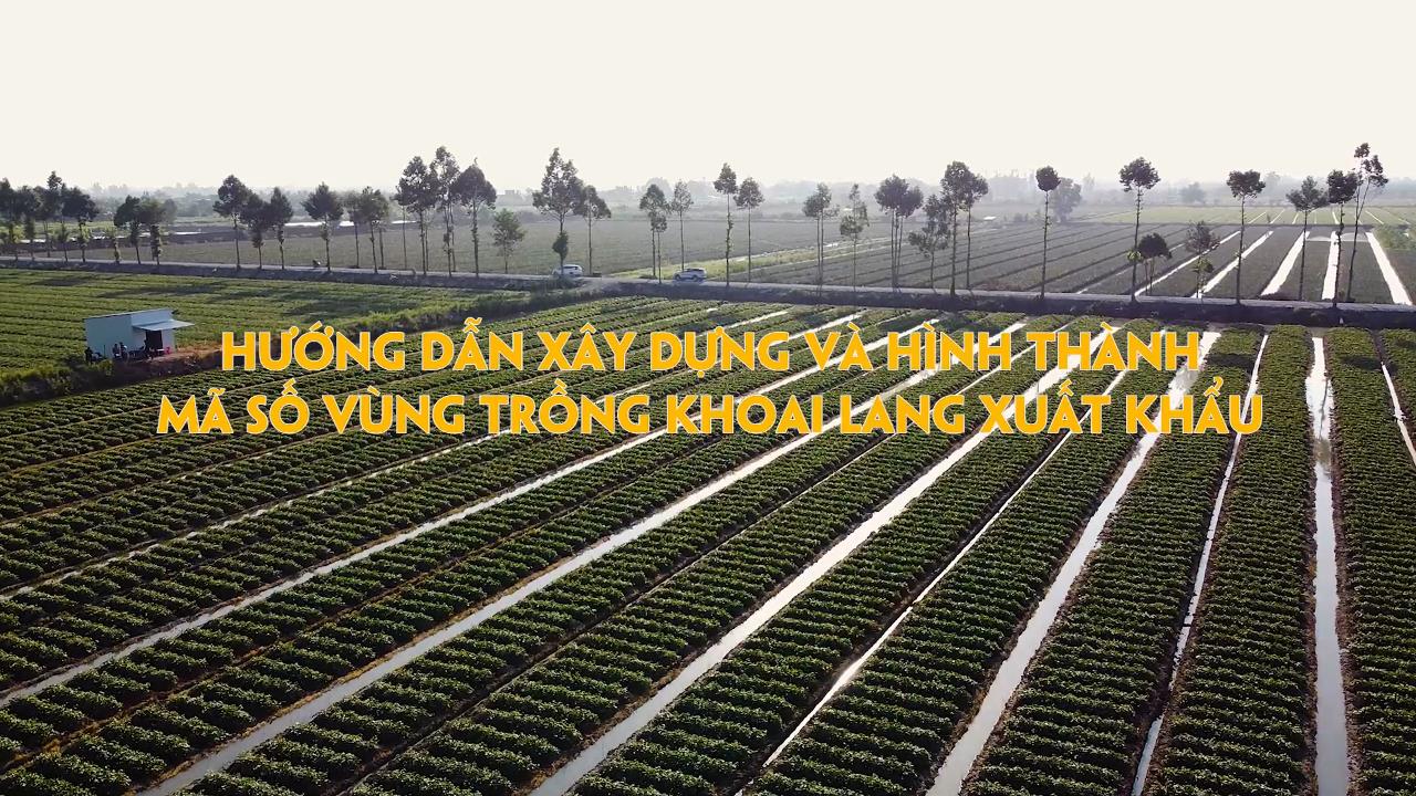 Hướng dẫn xây dựng và hình thành mã số vùng trồng khoai lang xuất khẩu